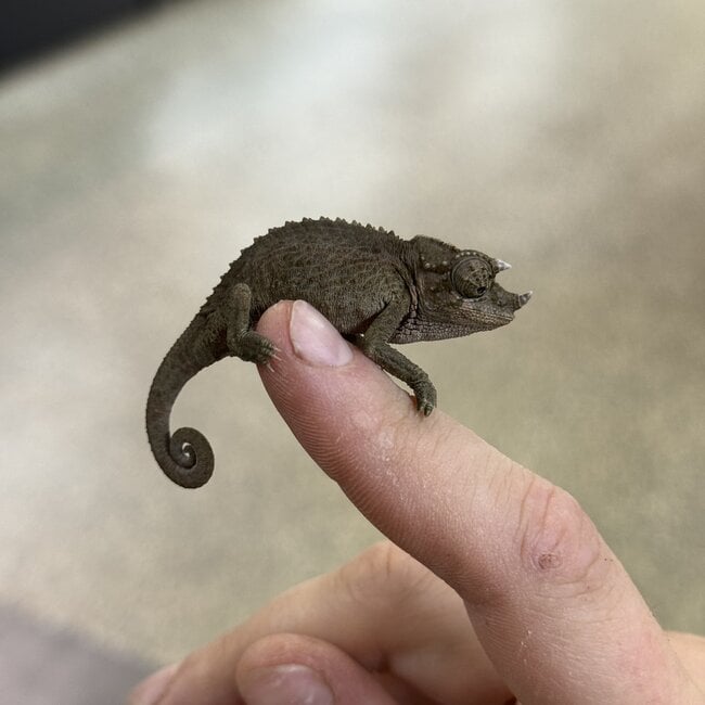 CB Yellow Crested Jacksons Chameleon, Trioceros jacksonii ssp. xantholophus