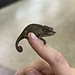 CB Yellow Crested Jacksons Chameleon, Trioceros jacksonii ssp. xantholophus
