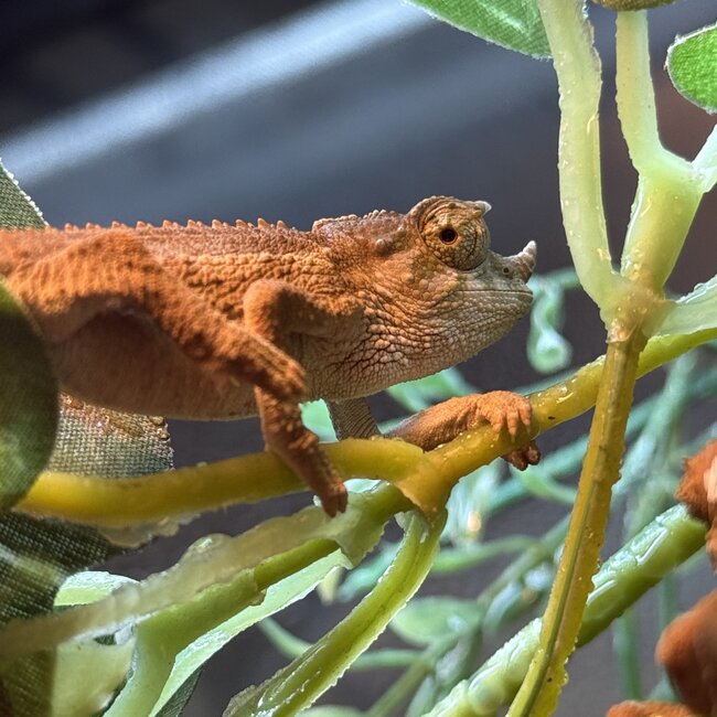 CB Yellow Crested Jacksons Chameleon, Trioceros jacksonii ssp. xantholophus