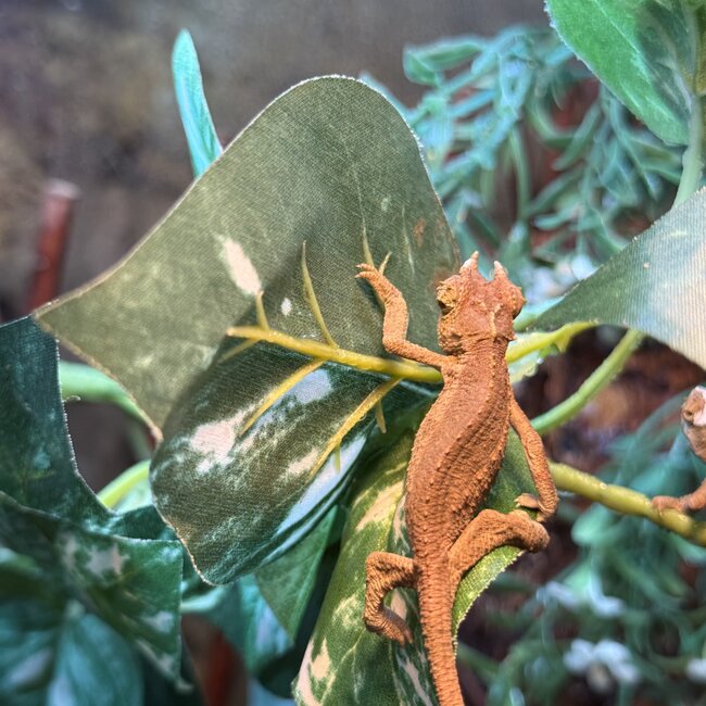 CB Yellow Crested Jacksons Chameleon, Trioceros jacksonii ssp. xantholophus