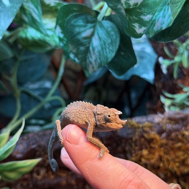 CB Yellow Crested Jacksons Chameleon, Trioceros jacksonii ssp. xantholophus