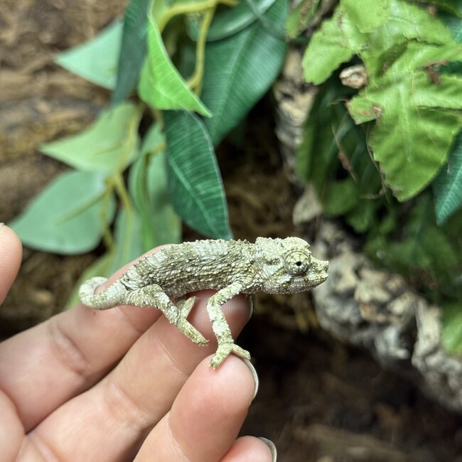 CB Yellow Crested Jacksons Chameleon, Trioceros jacksonii ssp. xantholophus