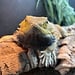 Bearded Dragon 'Sir Wimbleton' SP Male