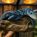 Blue Spotted Tree Monitor, Varanus macraei