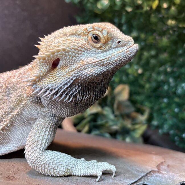 Bearded Dragon ' Goob' SP