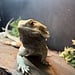 Bearded Dragon ' Goob' SP