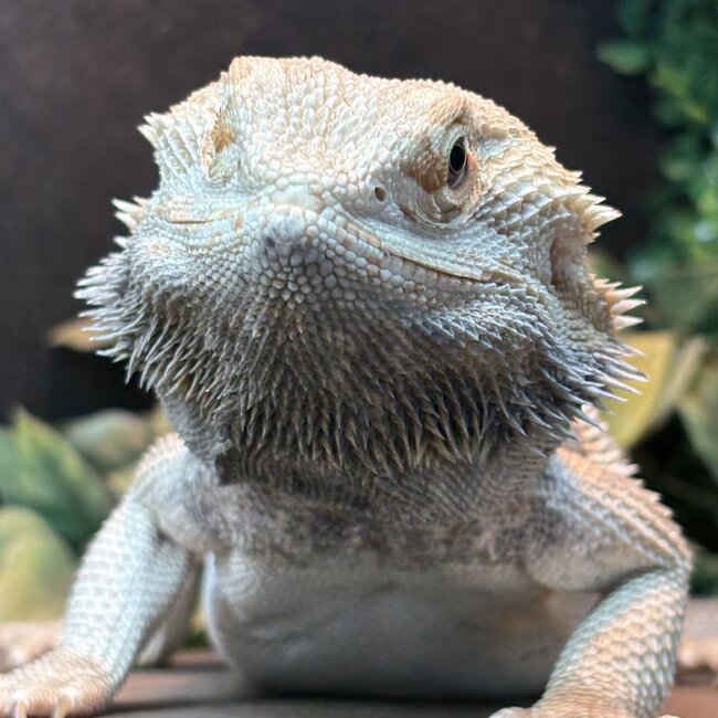 Bearded Dragon ' Goob' SP