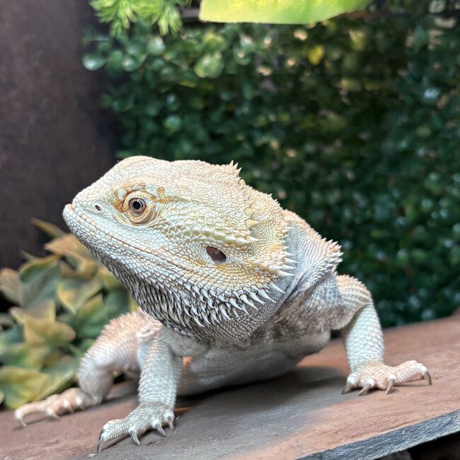 Bearded Dragon ' Goob' SP