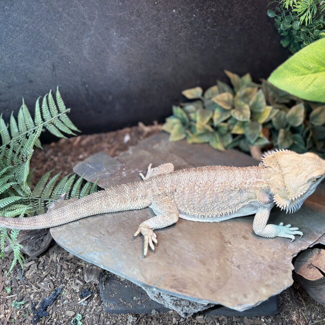Bearded Dragon ' Goob' SP