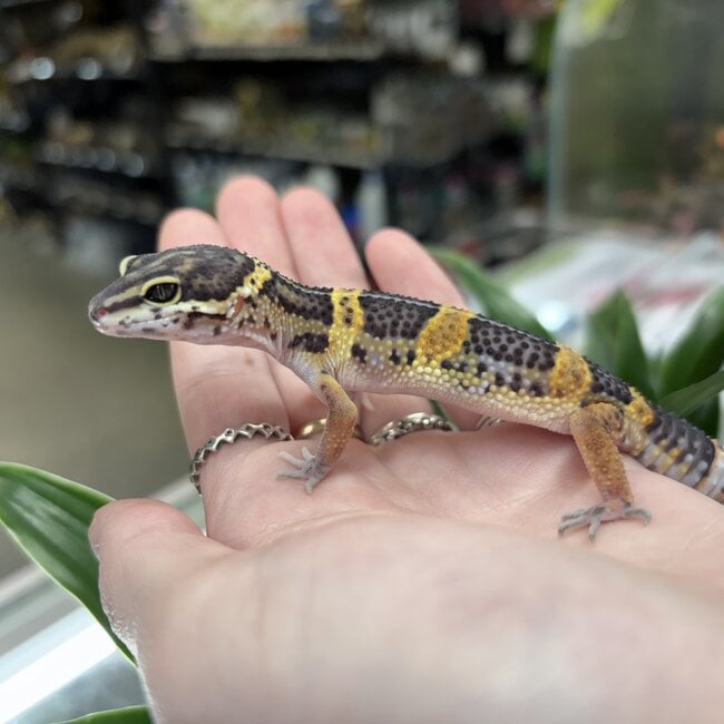 Melanistic Cross Leopard Gecko 'b14'