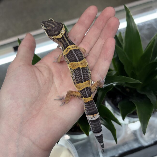 Melanistic Cross Leopard Gecko 'b14'