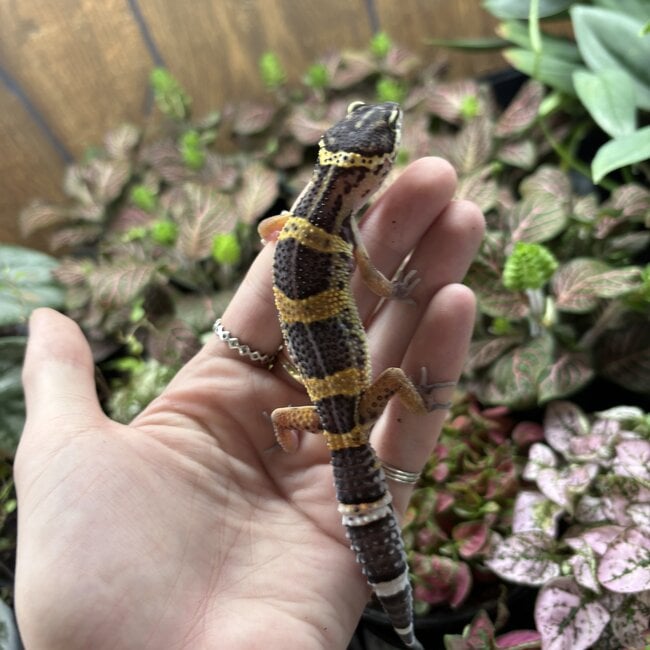 Melanistic Cross Leopard Gecko 'b14'