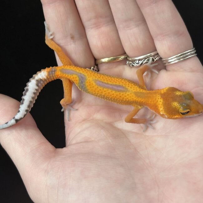 Tangerine Jungle Leopard Gecko ' b15'