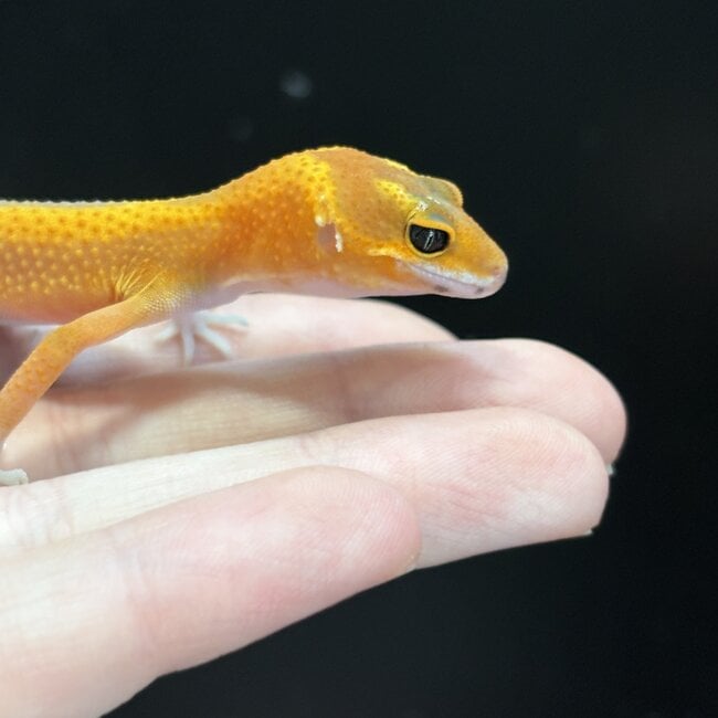 Tangerine Jungle Leopard Gecko ' b15'