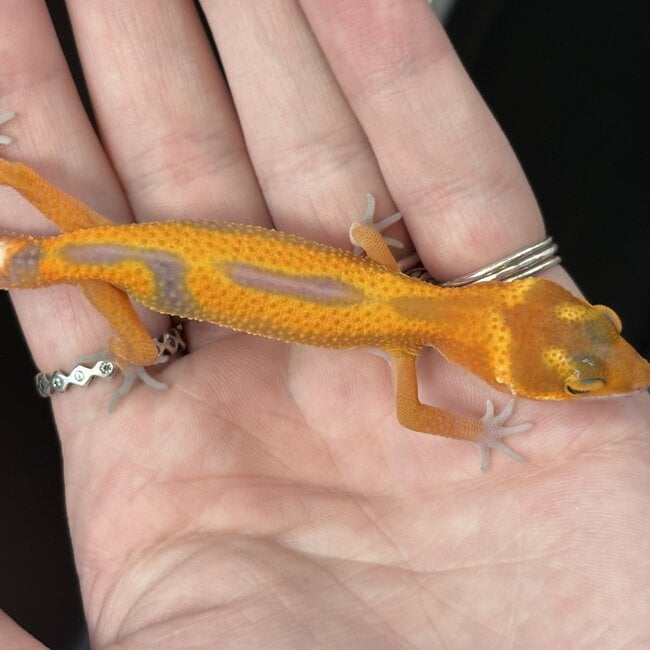 Tangerine Jungle Leopard Gecko ' b15'
