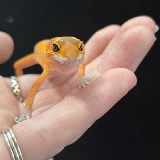 Tangerine Jungle Leopard Gecko ' b15'