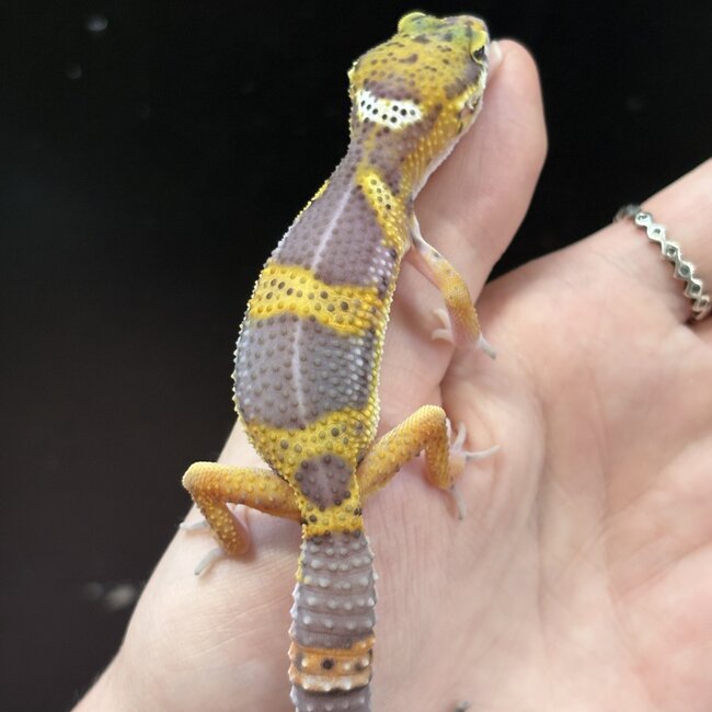 Melanistic Cross Leopard Gecko 'b16'