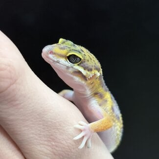 Melanistic Cross Leopard Gecko 'b16'