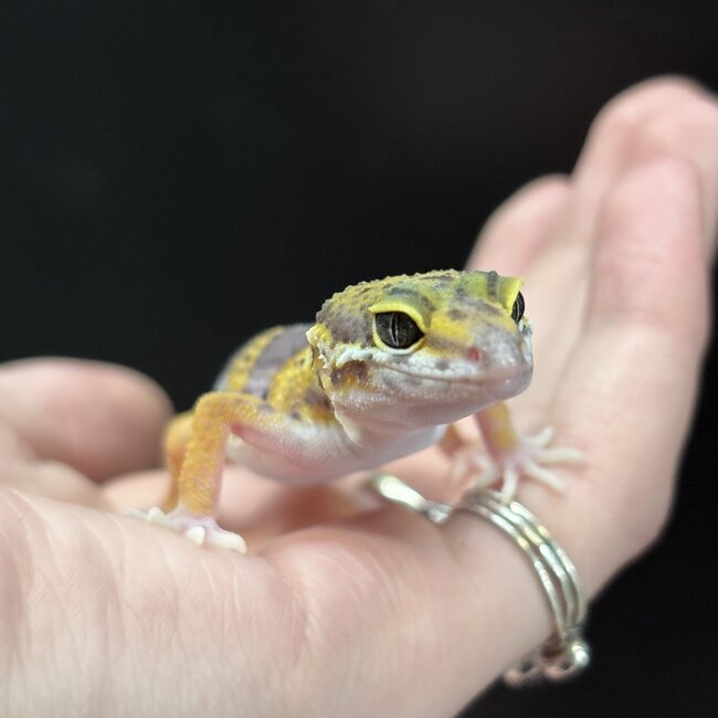 Melanistic Cross Leopard Gecko 'b16'