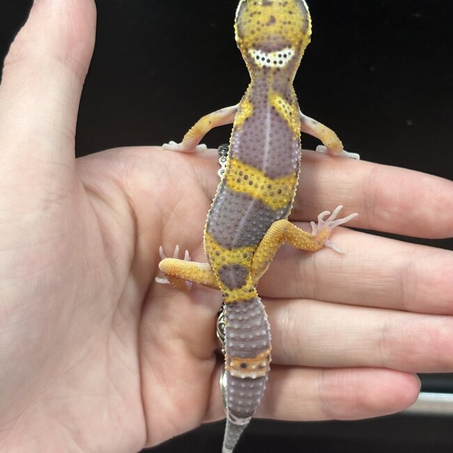 Melanistic Cross Leopard Gecko 'b16'