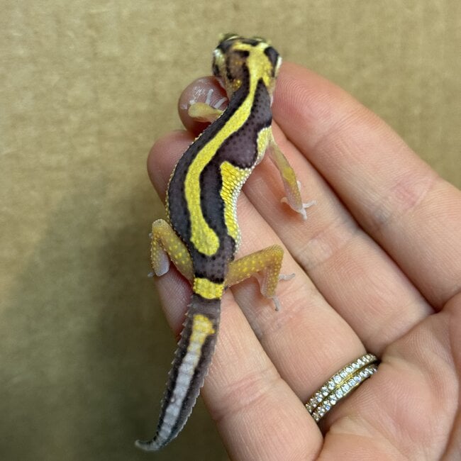 Bold Stripe Leopard Gecko 'b1'