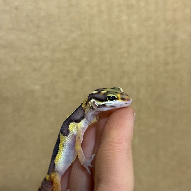 Bold Stripe Leopard Gecko 'b1'