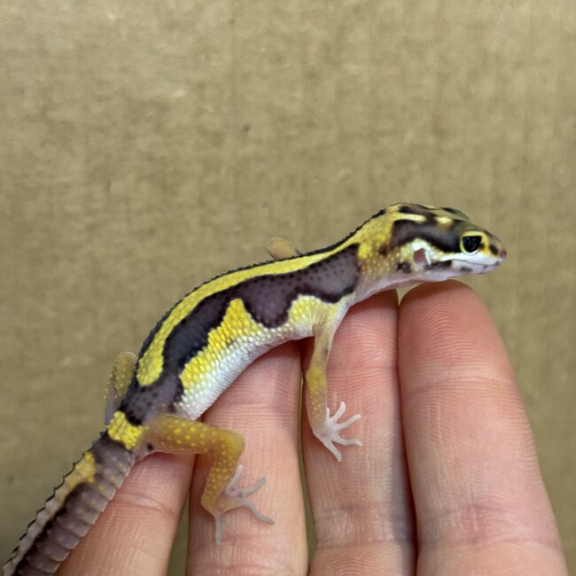Bold Stripe Leopard Gecko 'b1'