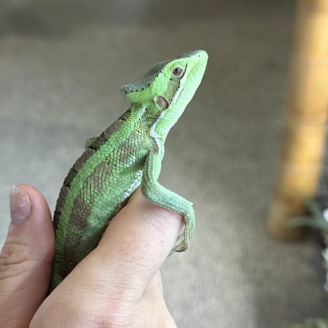 Eastern casquehead iguana, Laemanctus longipes CB