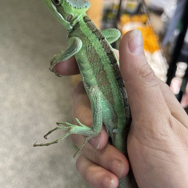 Eastern casquehead iguana, Laemanctus longipes CB