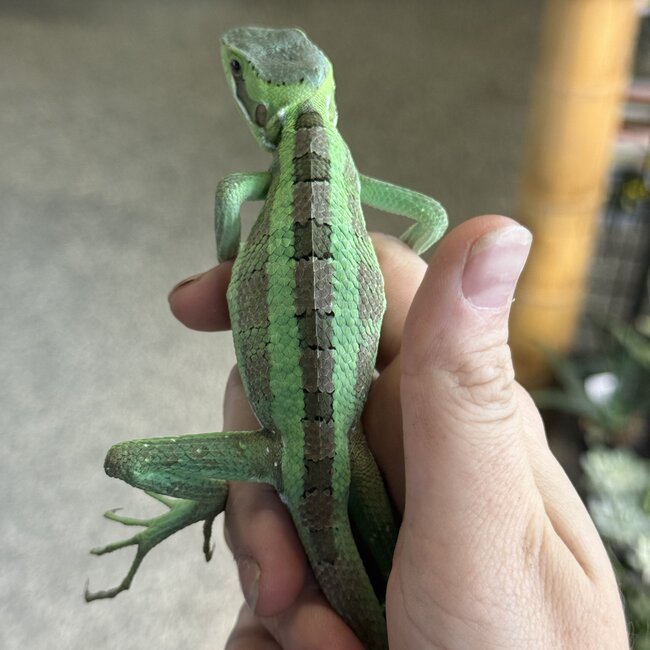 Eastern casquehead iguana, Laemanctus longipes CB