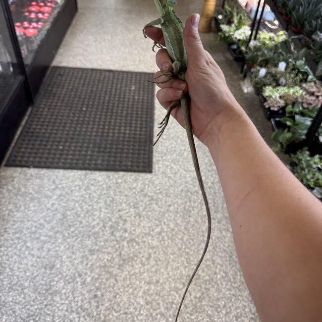 Eastern casquehead iguana, Laemanctus longipes CB