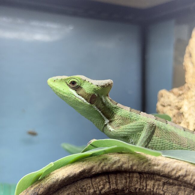 Eastern casquehead iguana, Laemanctus longipes CB