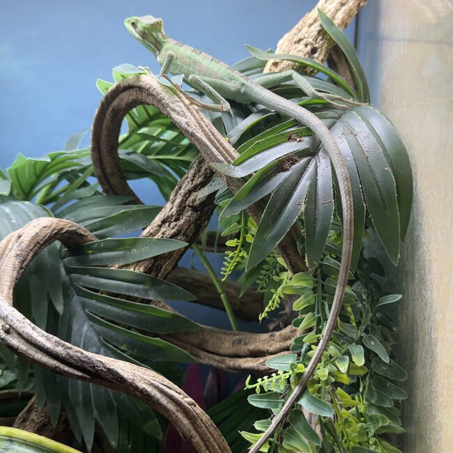 Eastern casquehead iguana, Laemanctus longipes CB