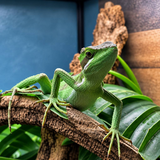 Eastern casquehead iguana, Laemanctus longipes CB
