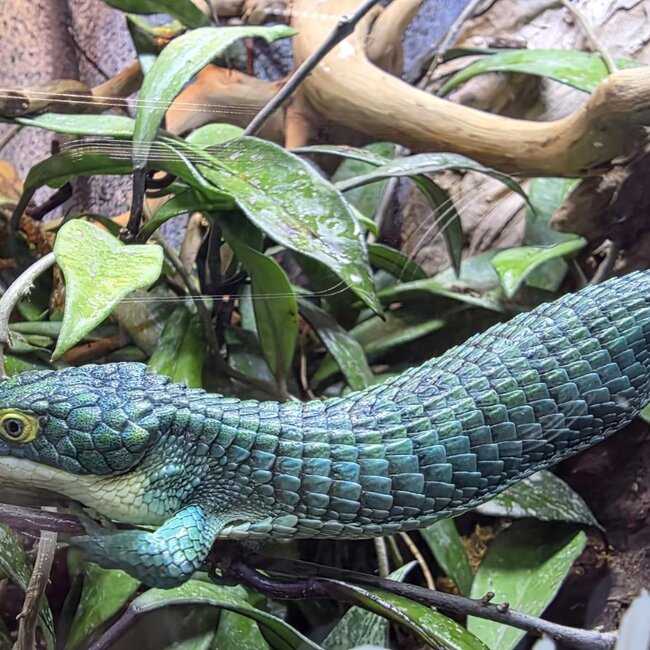 Mexican Alligator Lizard