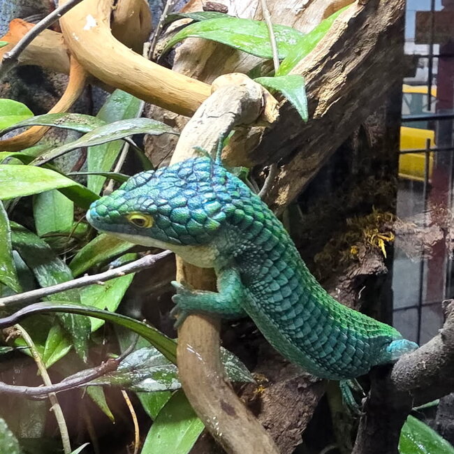 Mexican Alligator Lizard