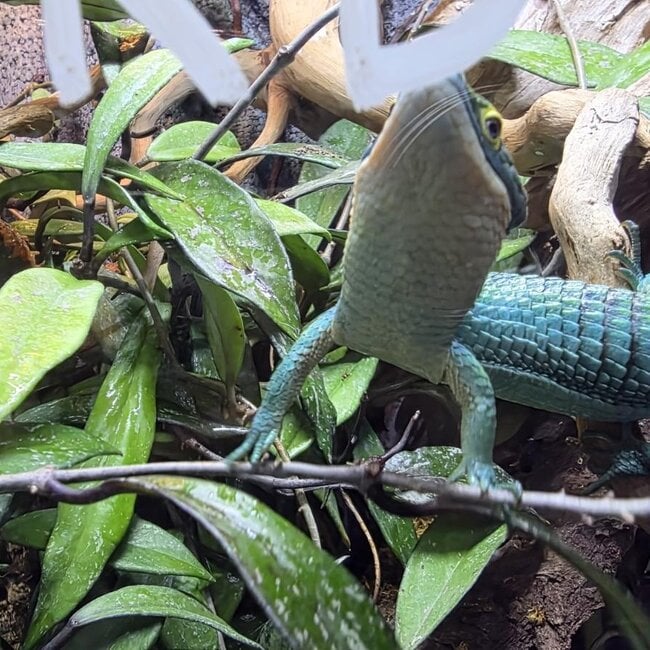Mexican Alligator Lizard