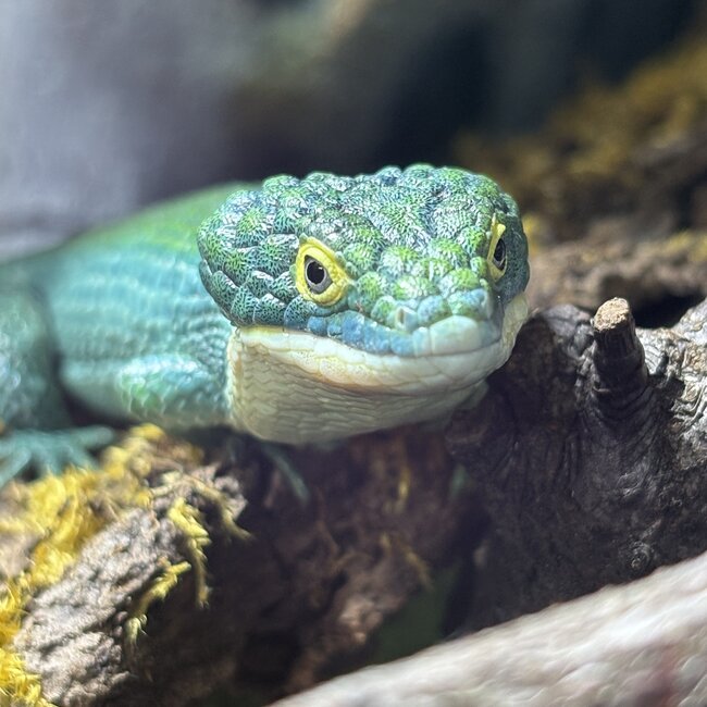 Mexican Alligator Lizard