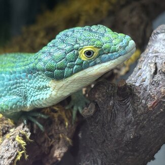 Mexican Alligator Lizard - Dark