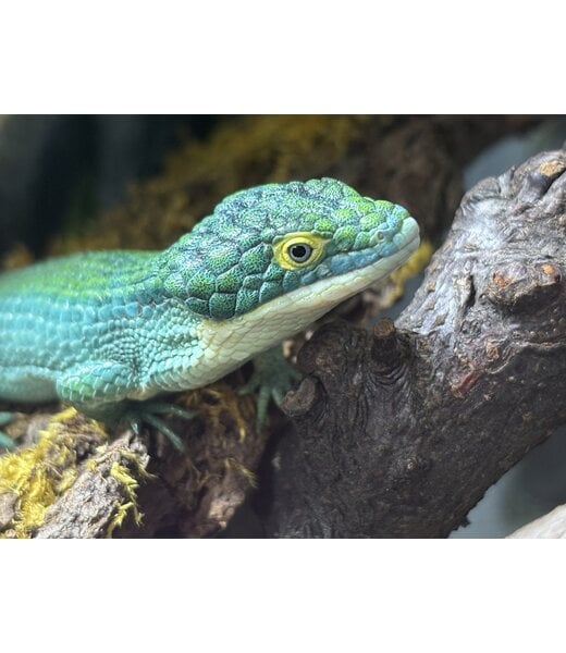 Mexican Alligator Lizard - Dark