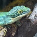 Mexican Alligator Lizard - Dark