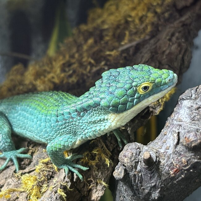 Mexican Alligator Lizard