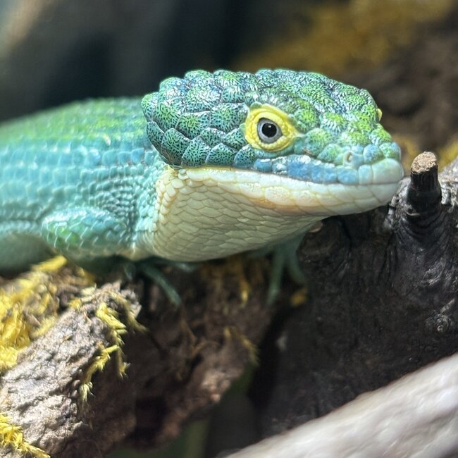 Mexican Alligator Lizard