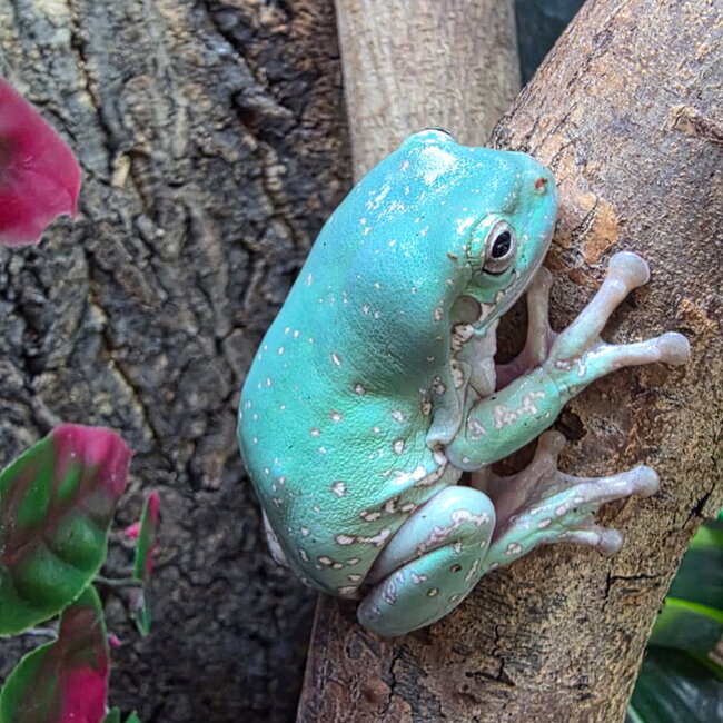 Super Snowflake White's Tree Frog