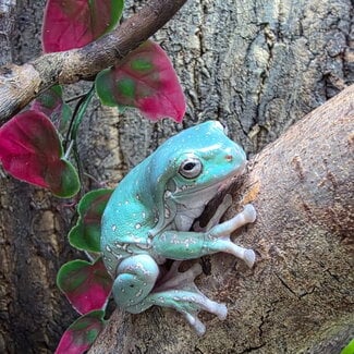 Super Snowflake White's Tree Frog