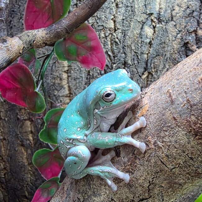 Super Snowflake White's Tree Frog