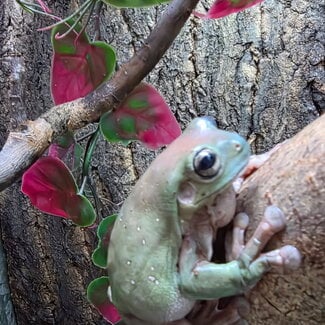 Snowflake white’s tree frog SP Male