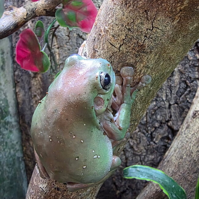 Snowflake white’s tree frog SP Male