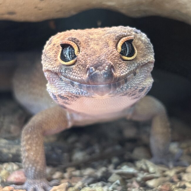 Satpura Macularius x Black Night Mandarin Hybrid Leopard Gecko 'B'