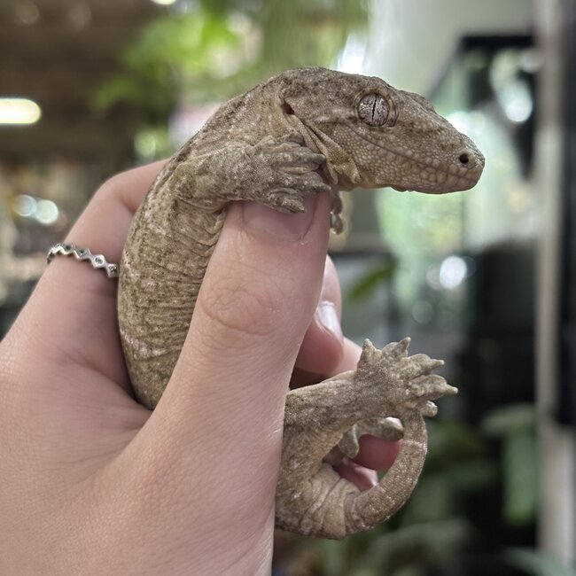 Leachianus Gecko Nuu Ana X Nuu Ami